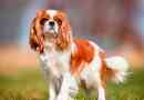 Király charles spaniel - fajta funkciók